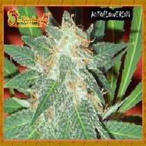 Jumping Black Dash (Dr Krippling Seeds) Cannabis Seeds