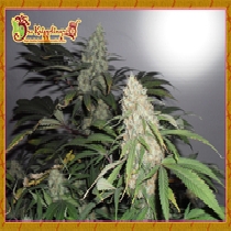 Kripple Roulette (Dr Krippling Seeds) Cannabis Seeds