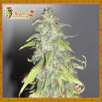 Kripple Shock (Dr Krippling Seeds) Cannabis Seeds