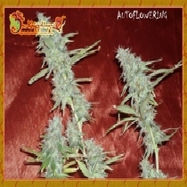 Krippleberry Auto (Dr Krippling Seeds) Cannabis Seeds
