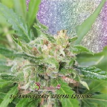 Kripplicious (Dr Krippling Seeds) Cannabis Seeds
