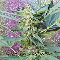 Mango Bubble Cloud Auto (Dr Krippling Seeds) Cannabis Seeds
