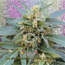 Mango Bubble Cloud (Dr Krippling Seeds) Cannabis Seeds