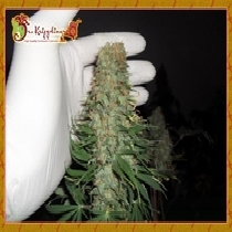 Mango Chutney (Dr Krippling Seeds) Cannabis Seeds