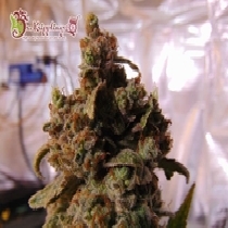 Mind Can'trol (Dr Krippling) Cannabis Seeds