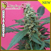 Mong-U-Mental (Dr Krippling Seeds) Cannabis Seeds