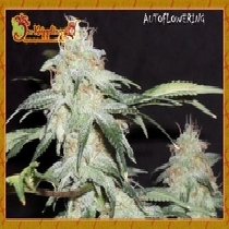Pickled Diesel (Dr Krippling Seeds) Cannabis Seeds