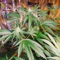 Red Leicester Tease (Dr Krippling) Cannabis Seeds