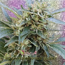 Shark Infested Custard (Dr Krippling Seeds) Cannabis Seeds