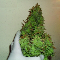 Smokin Gun Auto (Dr Krippling) Cannabis Seeds
