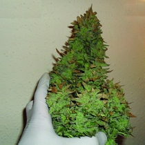 Smokin Gun Auto (Dr Krippling) Cannabis Seeds
