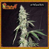 Sonic Bloom (Dr Krippling Seeds) Cannabis Seeds