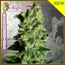Super Skunk Auto (Dr Krippling Seeds) Cannabis Seeds