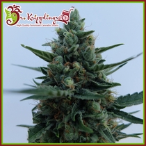 White Rush Auto (Dr Krippling Seeds) Cannabis Seeds