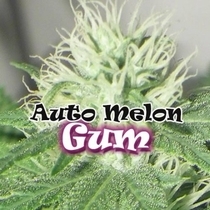 Auto Melon Gum (Dr Underground Seeds) Cannabis Seeds