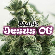 Black Jesus OG (Dr Underground) Cannabis Seeds