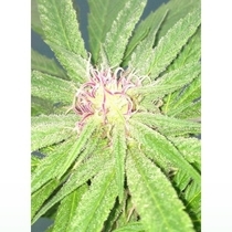 Brooklyn Mango (Dr Underground Seeds) Cannabis Seeds