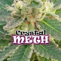 Crystal M.E.T.H. (Dr Underground Seeds) Cannabis Seeds