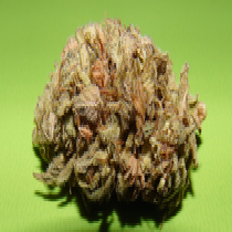 Dark Cookie (Dr Underground Seeds) Cannabis Seeds