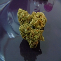 Gorilla OG (Dr Underground Seeds) Cannabis Seeds