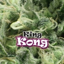 King Kong (Dr Underground Seeds) Cannabis Seeds
