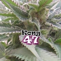 Kong 47 (Dr Underground) Cannabis Seeds