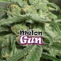 Melon Gum (Dr Underground Seeds) Cannabis Seeds