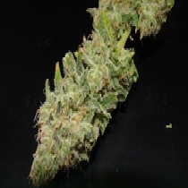 Soul Star (Dr Underground Seeds) Cannabis Seeds