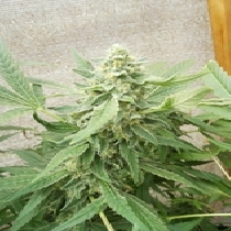 Sweet-O (Dr Underground Seeds) Cannabis Seeds