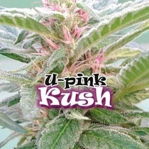 U Pink Kush (Dr Underground Seeds) Cannabis Seeds