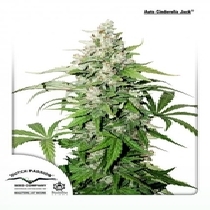 Auto Cinderella Jack (Dutch Passion Seeds) Cannabis Seeds