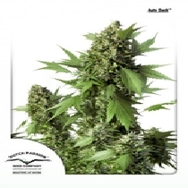 Auto Duck (Dutch Passion Seeds) Cannabis Seeds
