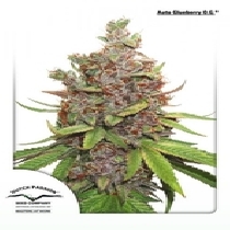 Auto Glueberry OG (Dutch Passion Seeds) Cannabis Seeds