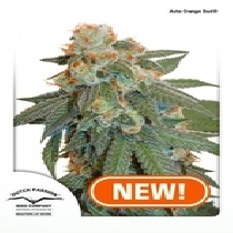 Auto Orange Bud (Dutch Passion Seeds) Cannabis Seeds