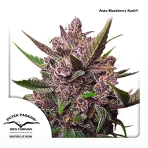 Auto Blackberry Kush (Dutch Passion Seeds) Cannabis Seeds