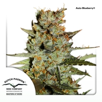 Auto Blueberry (Dutch Passion Seeds) Cannabis Seeds