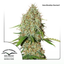 Auto Brooklyn Sunrise (Dutch Passion) Cannabis Seeds