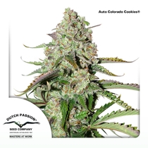 Auto Colorado Cookies (Dutch Passion) Cannabis Seeds