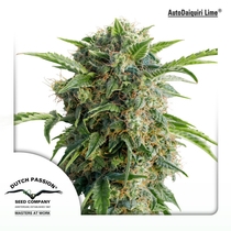 Auto Daiquiri Lime (Dutch Passion) Cannabis Seeds