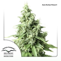 Auto Durban Poison (Dutch Passion Seeds) Cannabis Seeds