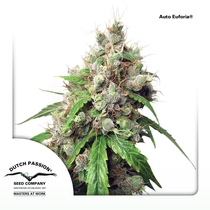 Auto Euforia (Dutch Passion Seeds) Cannabis Seeds