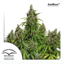 Auto Mazar (Dutch Passion Seeds) Cannabis Seeds