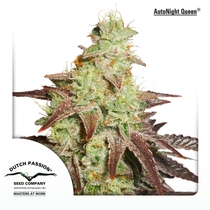 Auto Night Queen (Dutch Passion) Cannabis Seeds