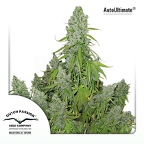 Auto Ultimate (Dutch Passion Seeds) Cannabis Seeds