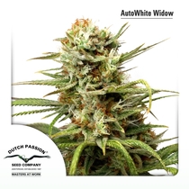 Auto White Widow (Dutch Passion Seeds) Cannabis Seeds