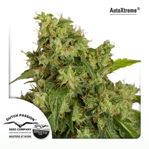 Auto Xtreme (Dutch Passion Seeds) Cannabis Seeds