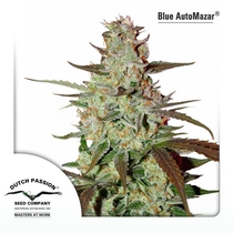 Blue Auto Mazar (Dutch Passion Seeds) Cannabis Seeds