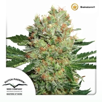 Brainstorm (Dutch Passion Seeds) Cannabis Seeds