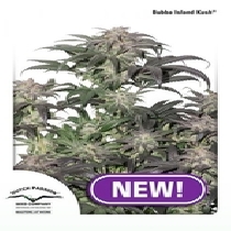 Bubba Island Kush (Dutch Passion Seeds) Cannabis Seeds