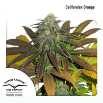 California Orange feminised (Dutch Passion Seeds) Cannabis Seeds